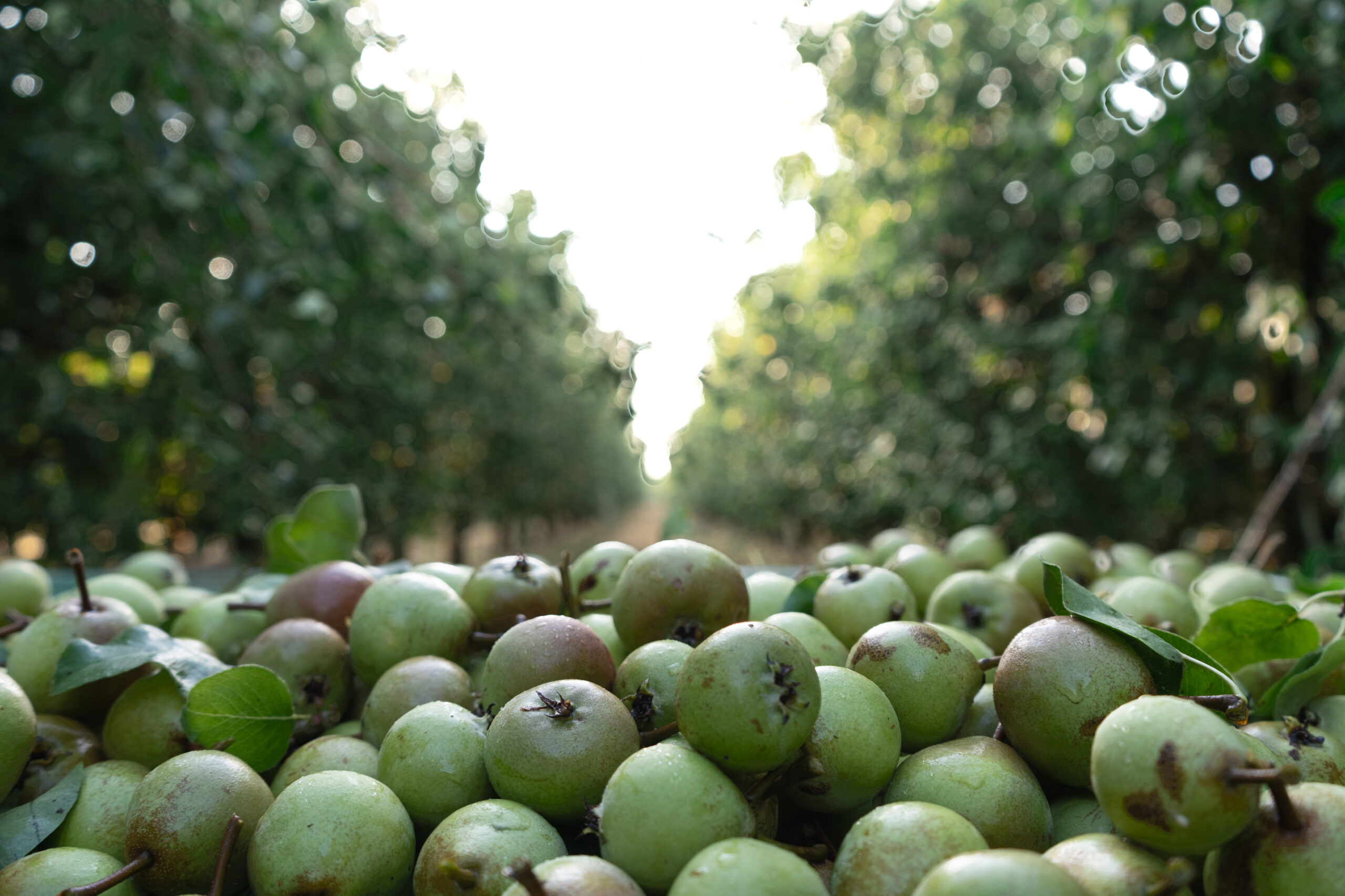 Losey Fruits Caisse Poire à Botzi Losey Fruits - Galerie 2026