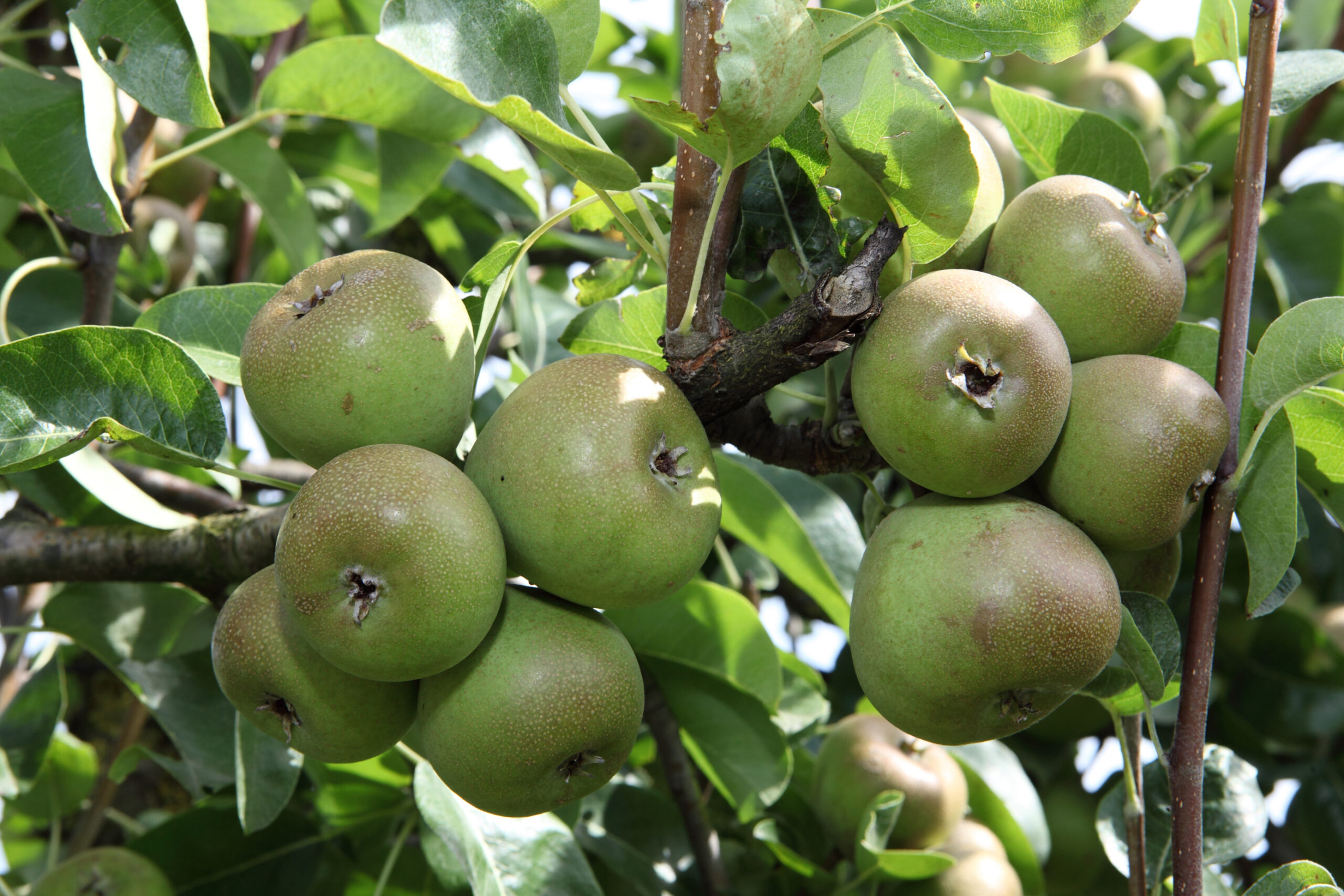 Losey Fruits - Galerie 2014
