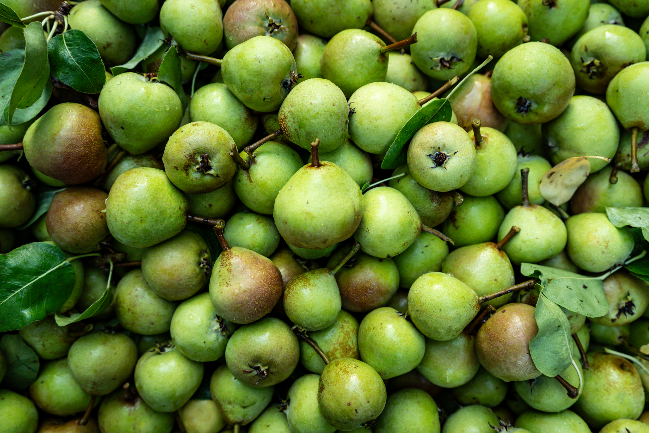 Poires à Botzi Losey Fruits Produits
